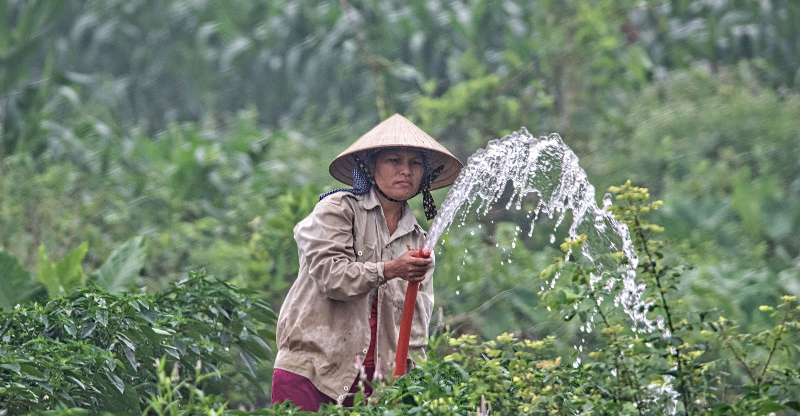 Mengapa Ketinggian Menghasilkan Rasa Kopi Berbeda?