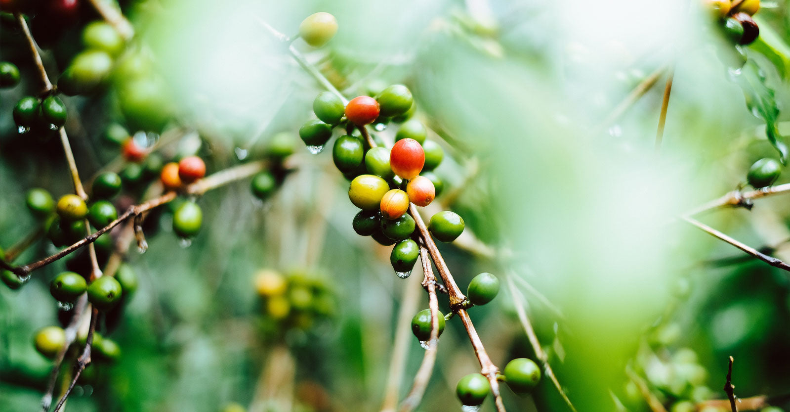 Jatuh Bangun Eksistensi Kopi Mandailing